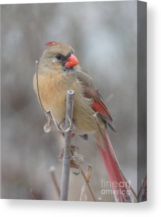 Photograph Canvas Print featuring the photograph Winter Cardinal - Female by Robert E Alter Reflections of Infinity