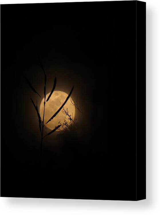 Moon Canvas Print featuring the photograph Winter Marsh Moon by Deborah Smith