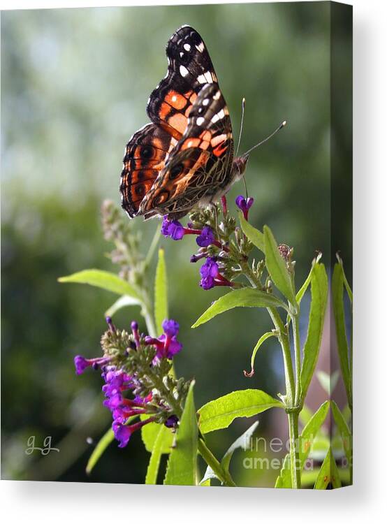 Butterfly Canvas Print featuring the photograph With These Wings by Geri Glavis