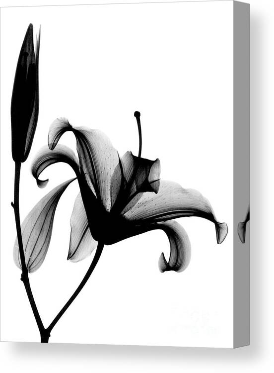 Radiograph Canvas Print featuring the photograph X-ray Of A Lily by Bert Myers