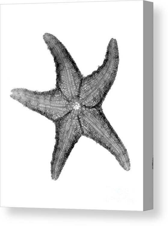 Radiograph Canvas Print featuring the photograph X-ray Of Starfish by Bert Myers