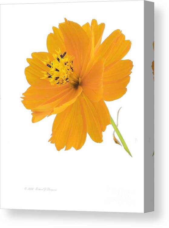 Vertical Canvas Print featuring the photograph Yellow Coreopsis by Richard J Thompson 