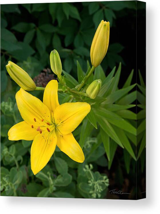 Yellow Lilies Canvas Print featuring the photograph Yellow Lilies by Theo OConnor