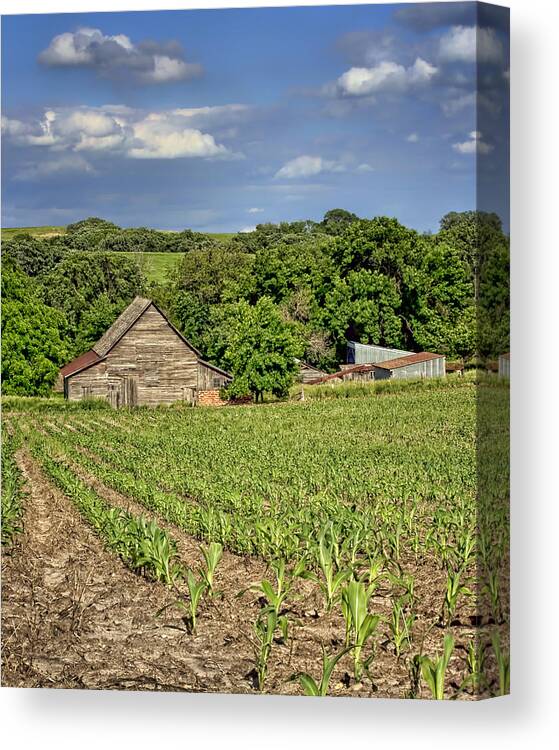 Barns Canvas Print featuring the photograph Young Corn by Nikolyn McDonald