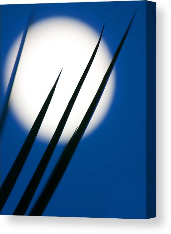 Full Moon; Yucca; Cactus; Moonlight; Cactus Photograph Canvas Print featuring the photograph Yucca Moon by Jim Garrison
