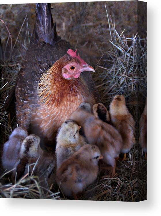 Chicken Canvas Print featuring the photograph 0706-0060 Mother Hen by Randy Forrester