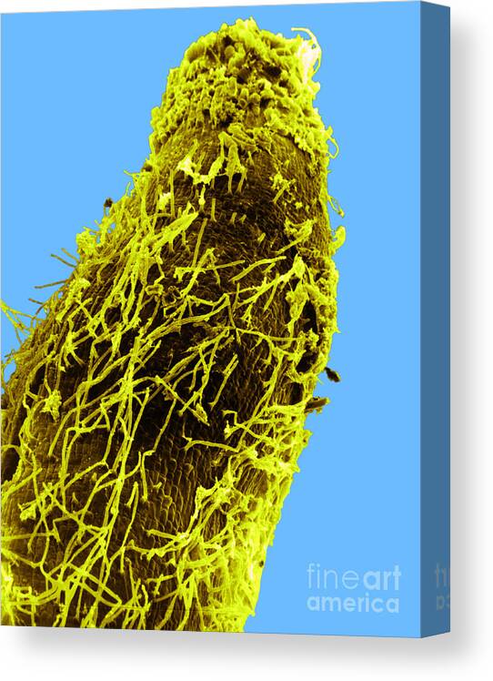 Scanning Electron Micrograph Canvas Print featuring the photograph Bacteria On Sorghum Root Tip #1 by Science Source