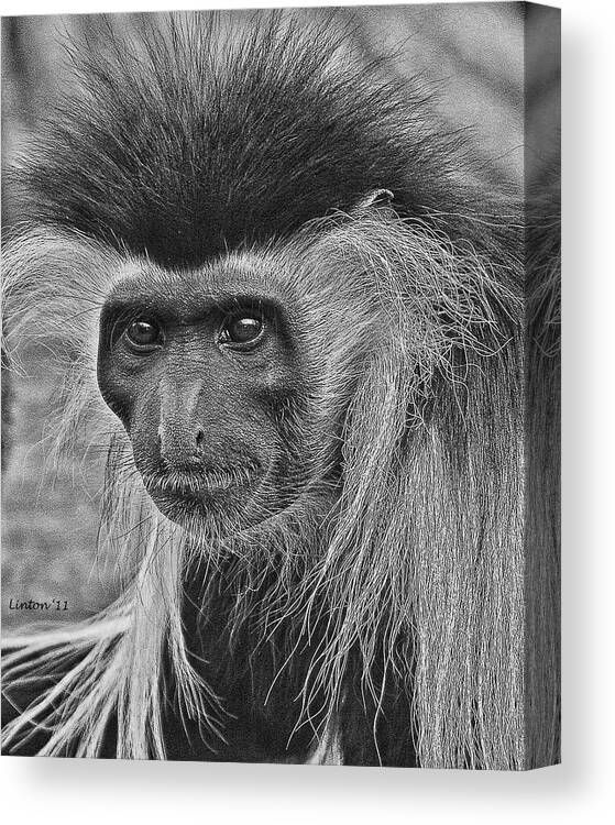 Colobus Monkey Canvas Print featuring the digital art Colobus Monkey #1 by Larry Linton