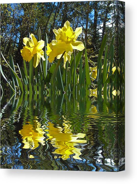 Daffodils Canvas Print featuring the photograph Flooded Daffodils #1 by Bill Barber