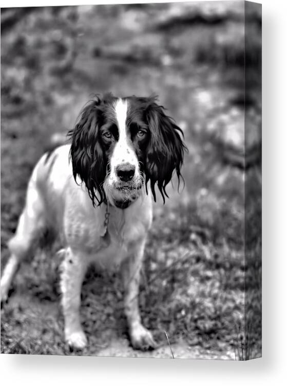 Springer Spaniel Canvas Print featuring the photograph Lady the Springer Spaniel by Marlo Horne