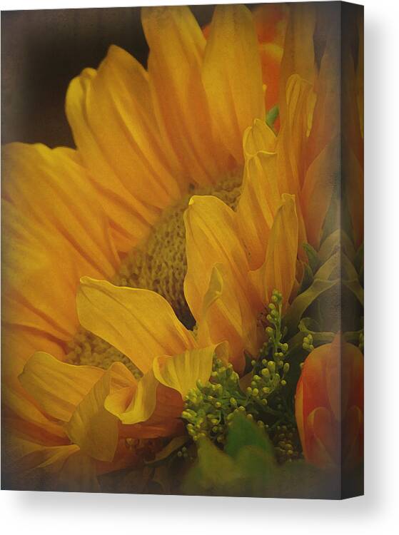 Sunflower Canvas Print featuring the photograph Sunflower #1 by Terry Eve Tanner