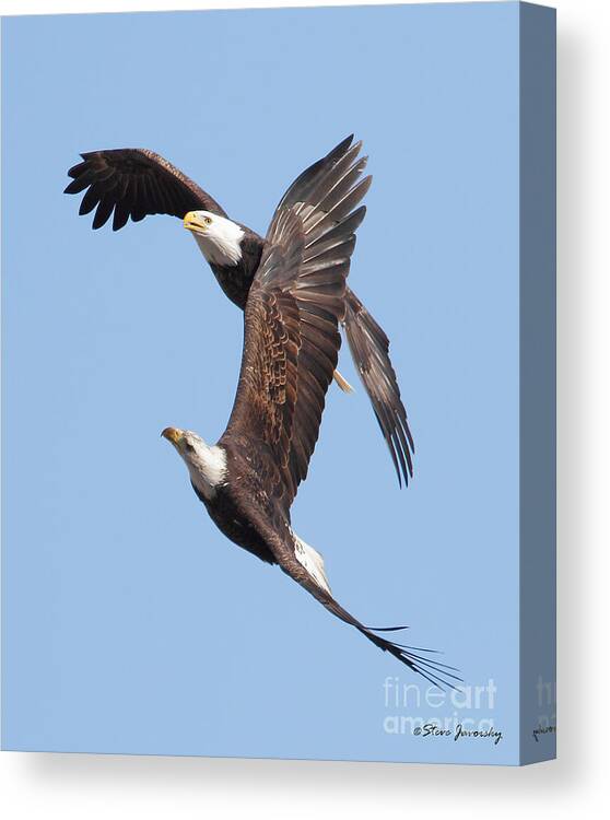 Bald Eagles Canvas Print featuring the photograph Bald Eagle #108 by Steve Javorsky