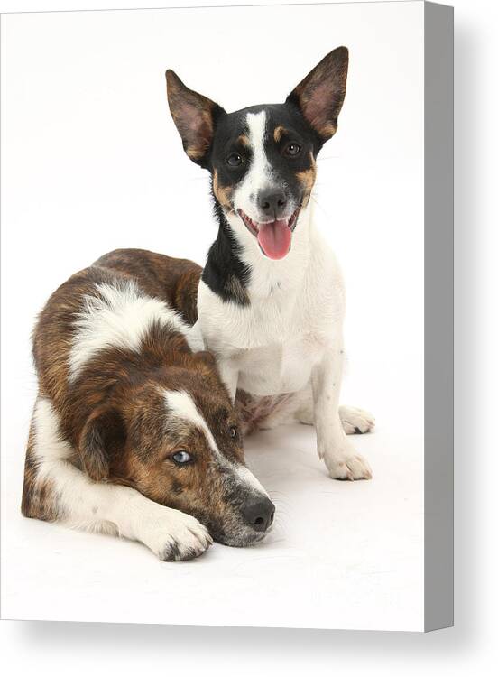 Animal Canvas Print featuring the photograph Dogs #8 by Mark Taylor