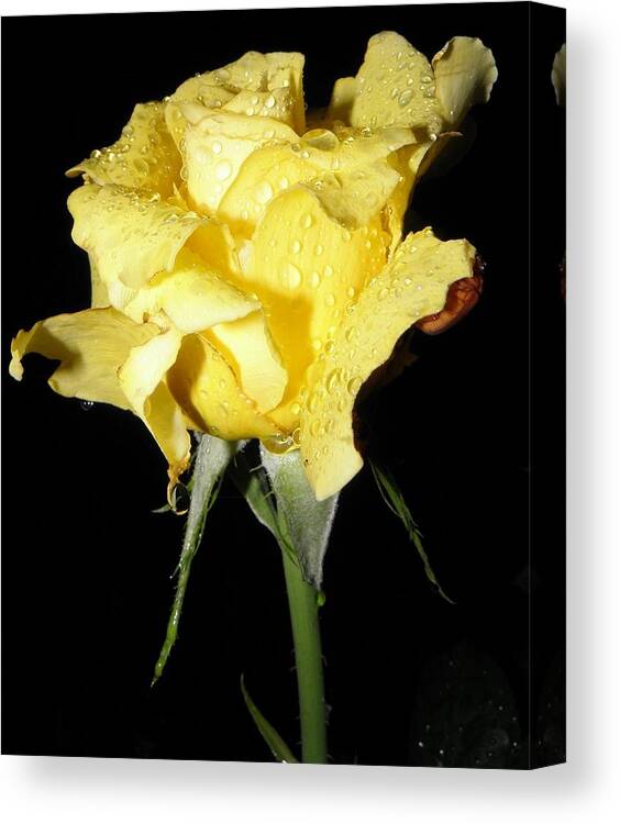 Yellow Canvas Print featuring the photograph A Yellow Rose For You by Kim Galluzzo