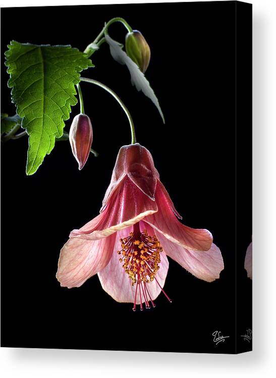 Flower Canvas Print featuring the photograph Ablution by Endre Balogh