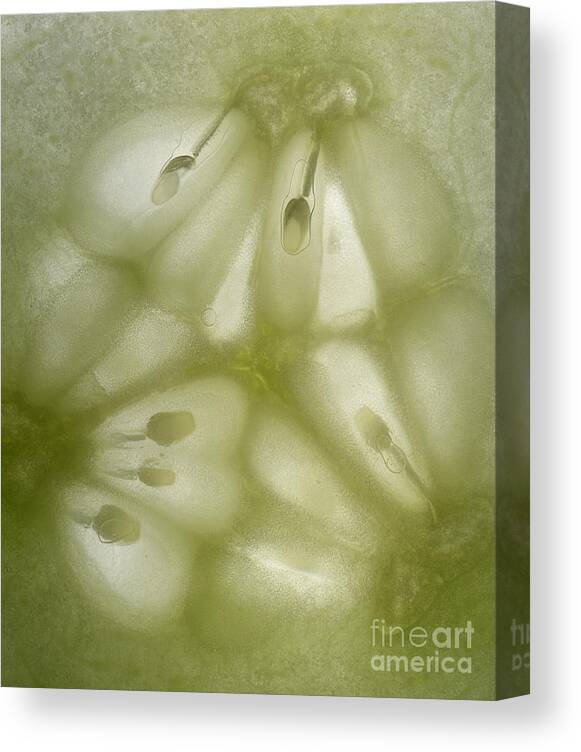 Cucumber Canvas Print featuring the photograph Abstract Cucumber by Janeen Wassink Searles