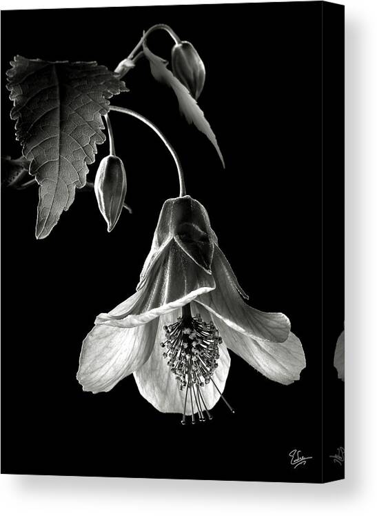 Flower Canvas Print featuring the photograph Abutilon in Black and White by Endre Balogh
