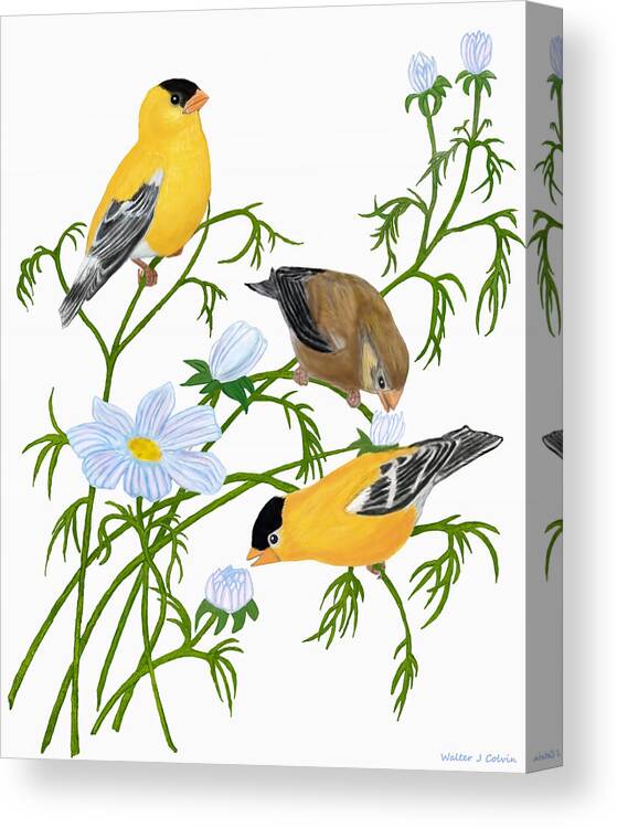 Goldfinch Canvas Print featuring the digital art American Goldfinch by Walter Colvin