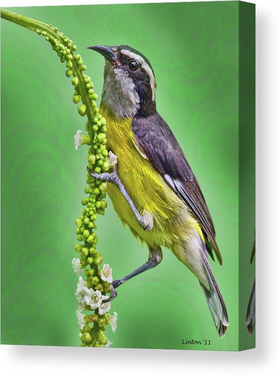 Bananaquit Canvas Print featuring the photograph Bananaquit by Larry Linton