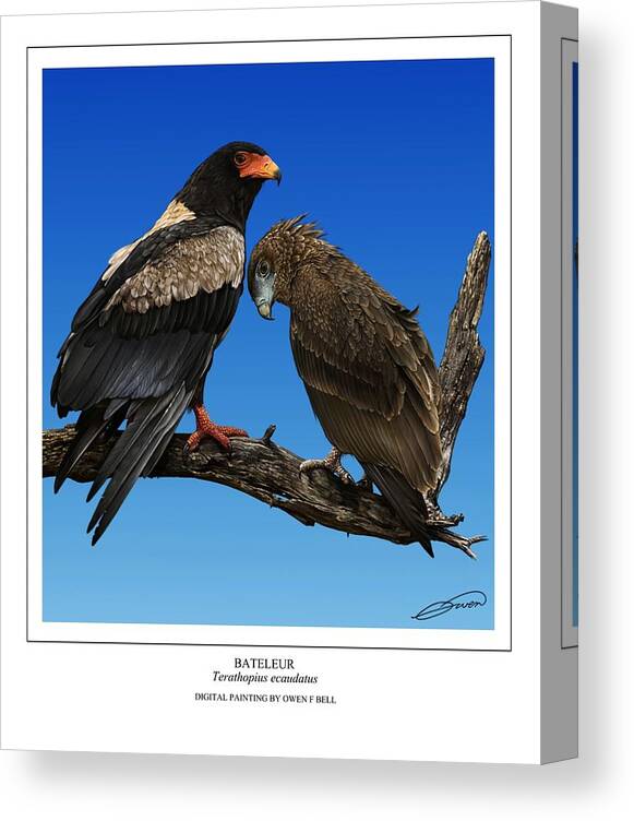 Bateleur Canvas Print featuring the digital art Bateleur adult and juvenile by Owen Bell