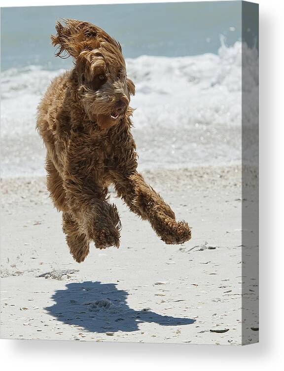 Dog Canvas Print featuring the photograph Beach Boy by Wade Aiken