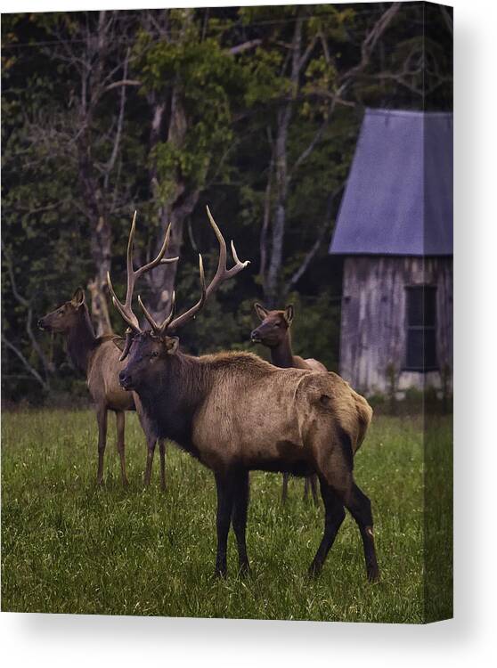 Bull Elk Canvas Print featuring the photograph Big Bull in Lost Valley by Michael Dougherty