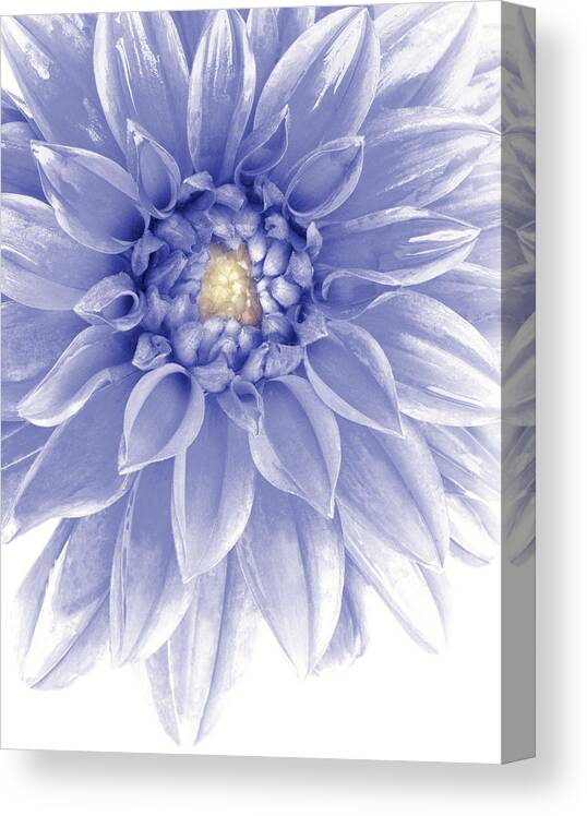 Annual Canvas Print featuring the photograph Blue Dahlia by Al Hurley