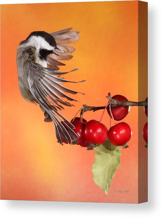 Nature Canvas Print featuring the photograph Bracing to Back Up by Gerry Sibell
