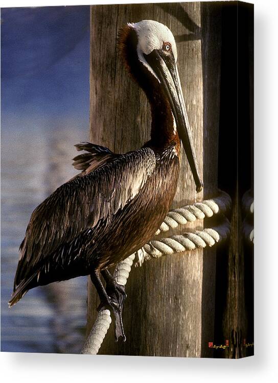 Birds Canvas Print featuring the photograph Brown Pelican in Key West 9L by Gerry Gantt