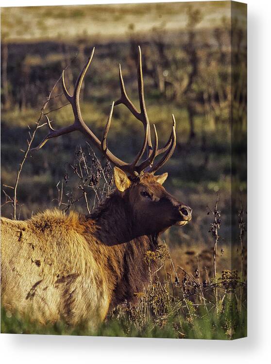 Bull Elk Canvas Print featuring the photograph Bull Elk Up Close by Michael Dougherty