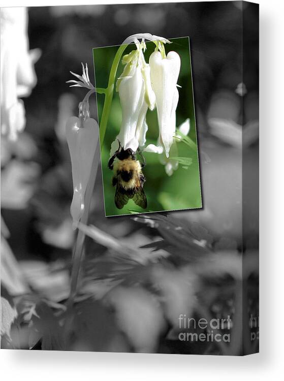 Bumble Bee Canvas Print featuring the photograph Bumble Bee Partial Color by Smilin Eyes Treasures