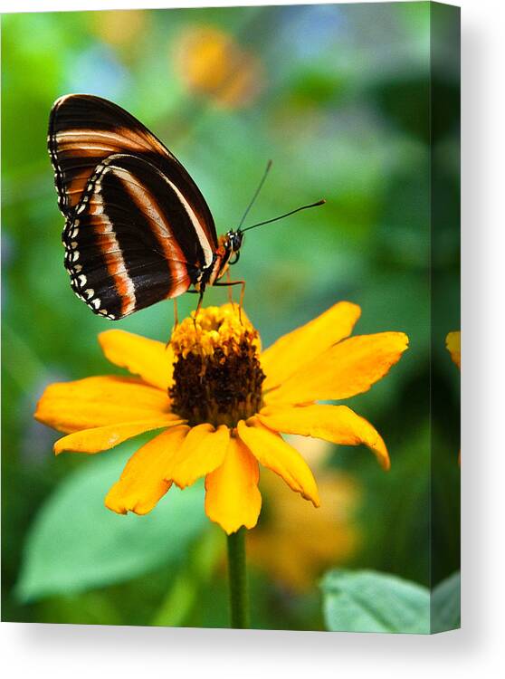 Butterfly Canvas Print featuring the photograph Butterfly and Flower by Dennis Dame