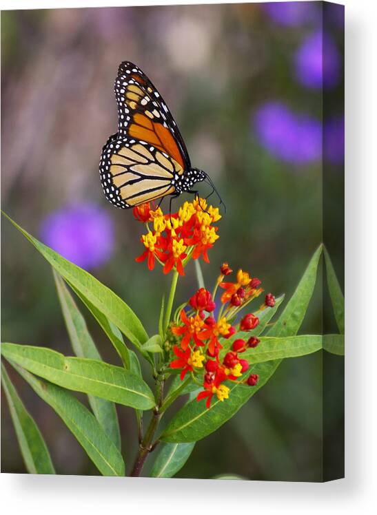 Nature Canvas Print featuring the photograph Butterfly Closeup by Joe Myeress