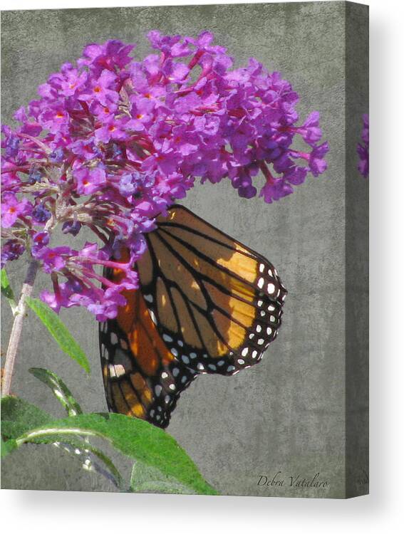 Butterfly Collection Art Canvas Print featuring the photograph Butterfly Collection Art by Debra   Vatalaro