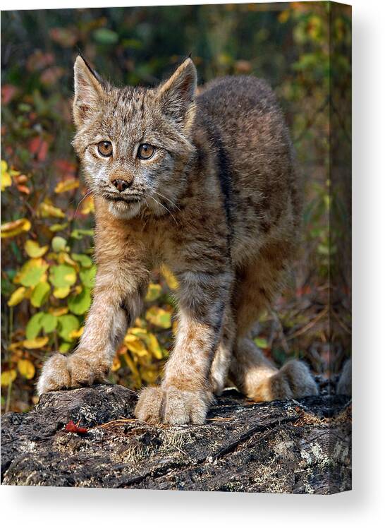 Canada Lynx Canvas Print featuring the photograph Canada Lynx Kitten 1 by Wade Aiken