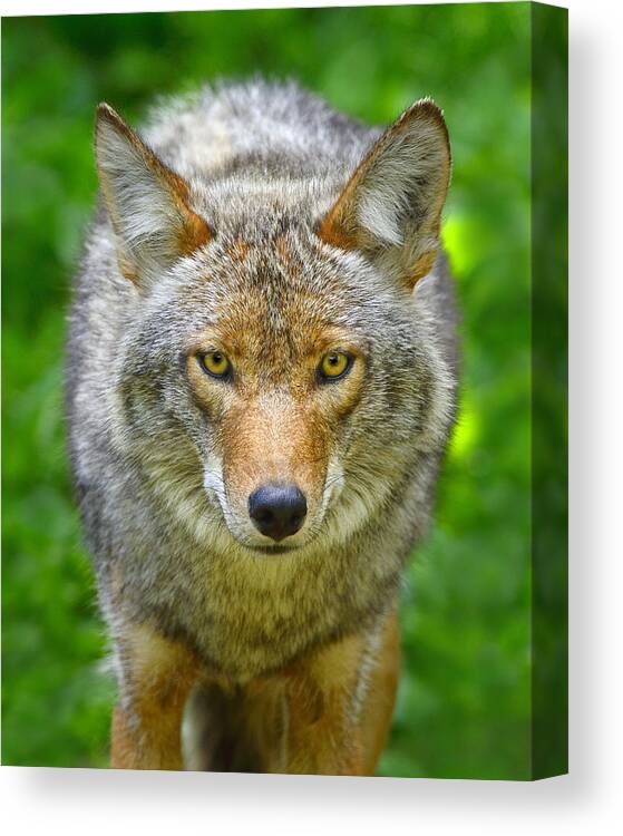 Canis Latrans Canvas Print featuring the photograph Coyote by Tony Beck