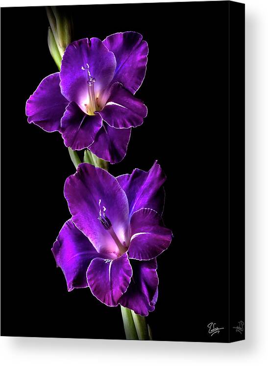 Flower Canvas Print featuring the photograph Dark Gladiolas by Endre Balogh