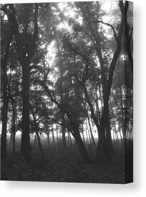 Trees Canvas Print featuring the photograph Dark Shadows II by Penny Hunt