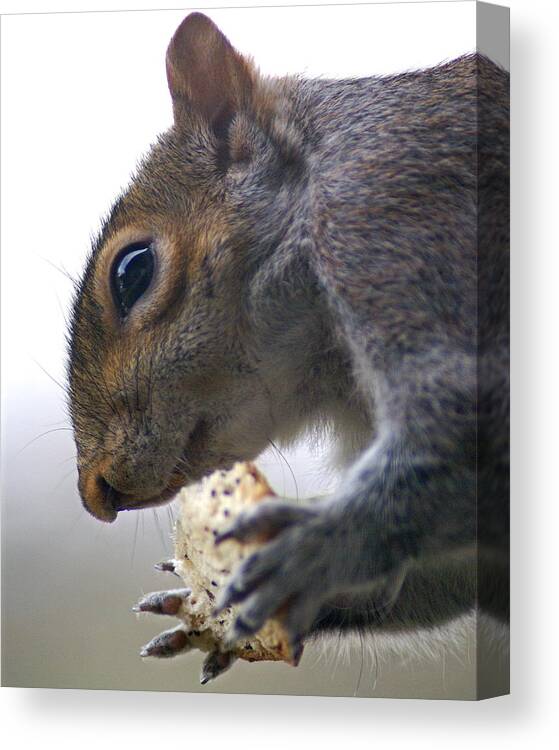 Squirrel Canvas Print featuring the photograph Dinner Time by Ben Upham III