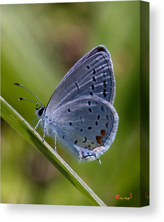 Spring Canvas Print featuring the photograph Eastern Tailed-Blue Butterfly DIN045 by Gerry Gantt