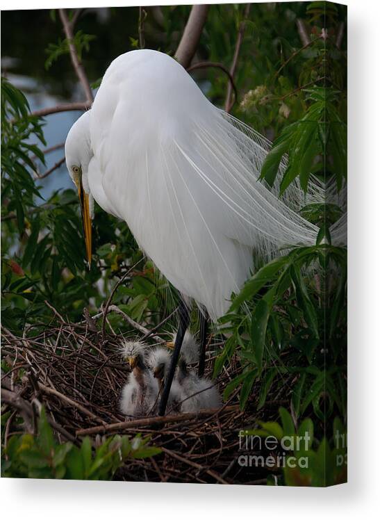 Egret Canvas Print featuring the photograph Egret with Chicks by Art Whitton