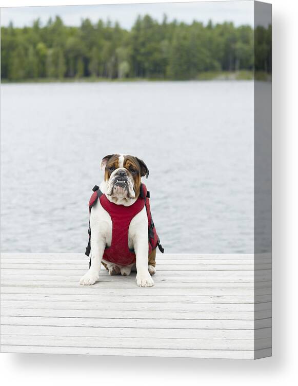 Vertical Canvas Print featuring the photograph English Bulldog Wearing Life Jacket On Dock by Lwa