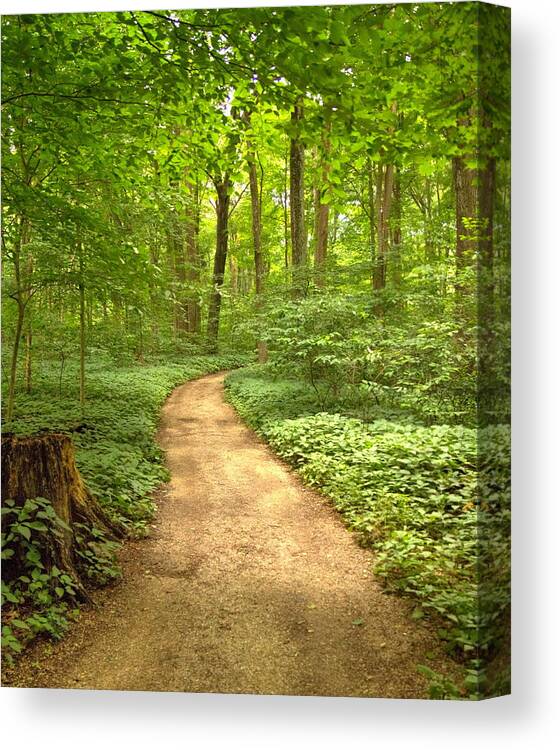 Forest Canvas Print featuring the photograph Forest Path by Coby Cooper