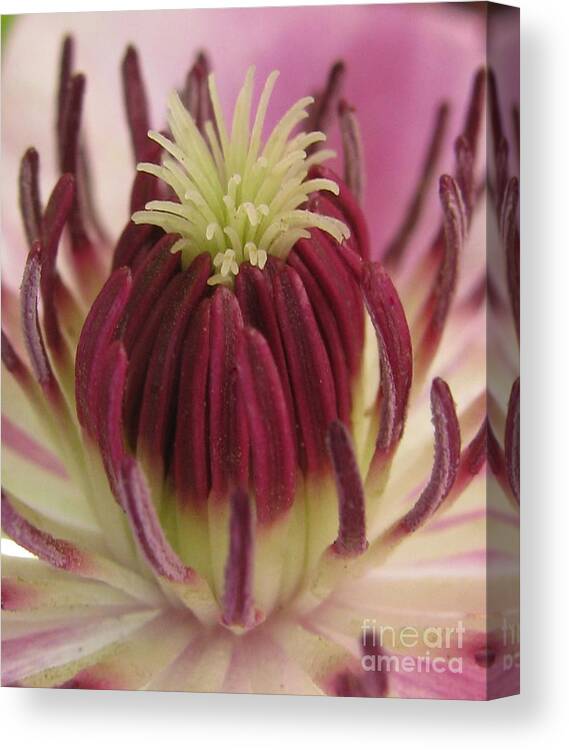 Flower Canvas Print featuring the photograph Freshness Photography by Tina Marie