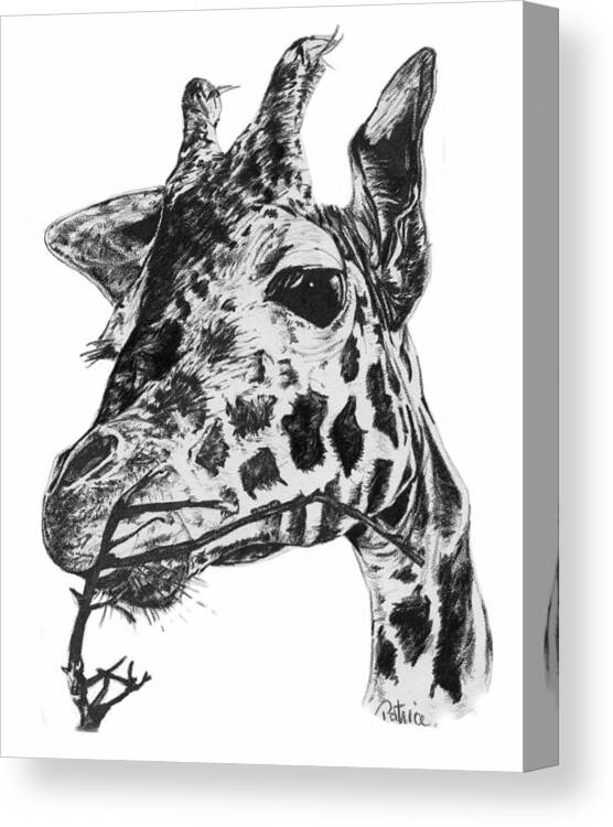 Giraffe Canvas Print featuring the drawing Giraffe by Patrice Clarkson