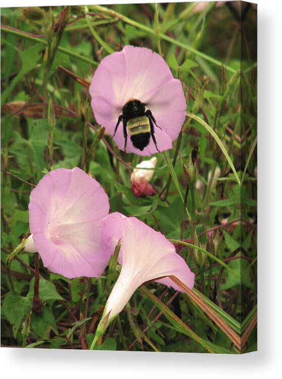 Nature Canvas Print featuring the photograph Glory Bee by Peggy Urban