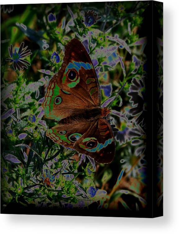 Moth Canvas Print featuring the photograph Glowing Moth by Karen Harrison Brown