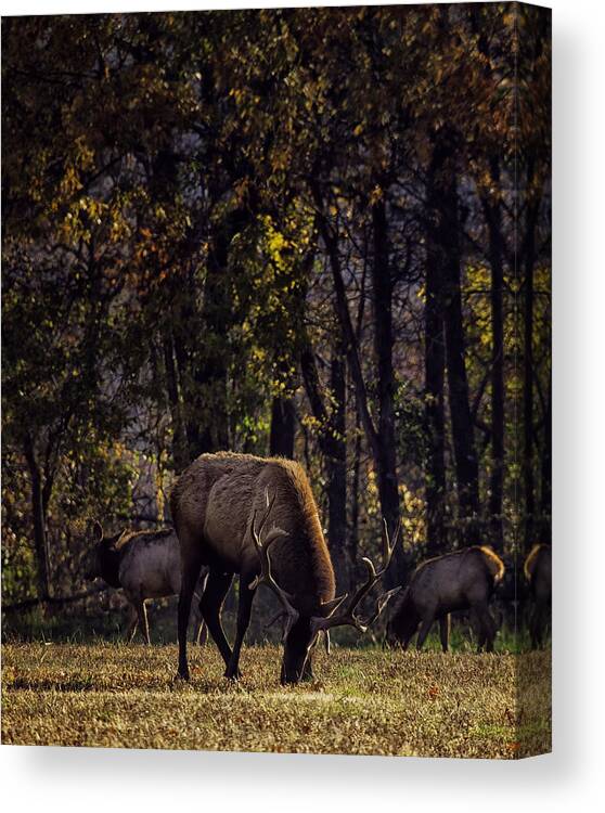 Grazing Canvas Print featuring the photograph Grazing at Sunrise by Michael Dougherty