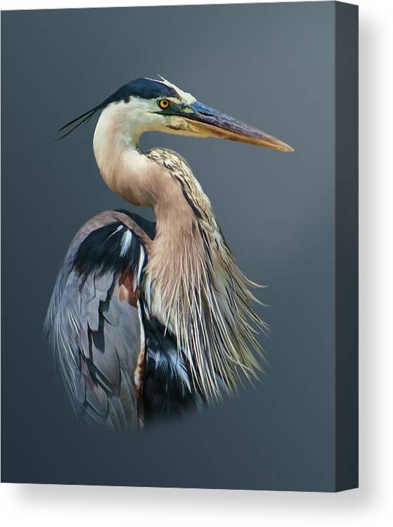 Birds Canvas Print featuring the photograph Great Blue Heron in Profile by Delores Knowles