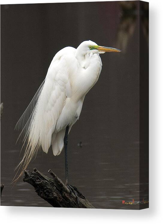 Marsh Canvas Print featuring the photograph Great Egret Resting DMSB0036 by Gerry Gantt